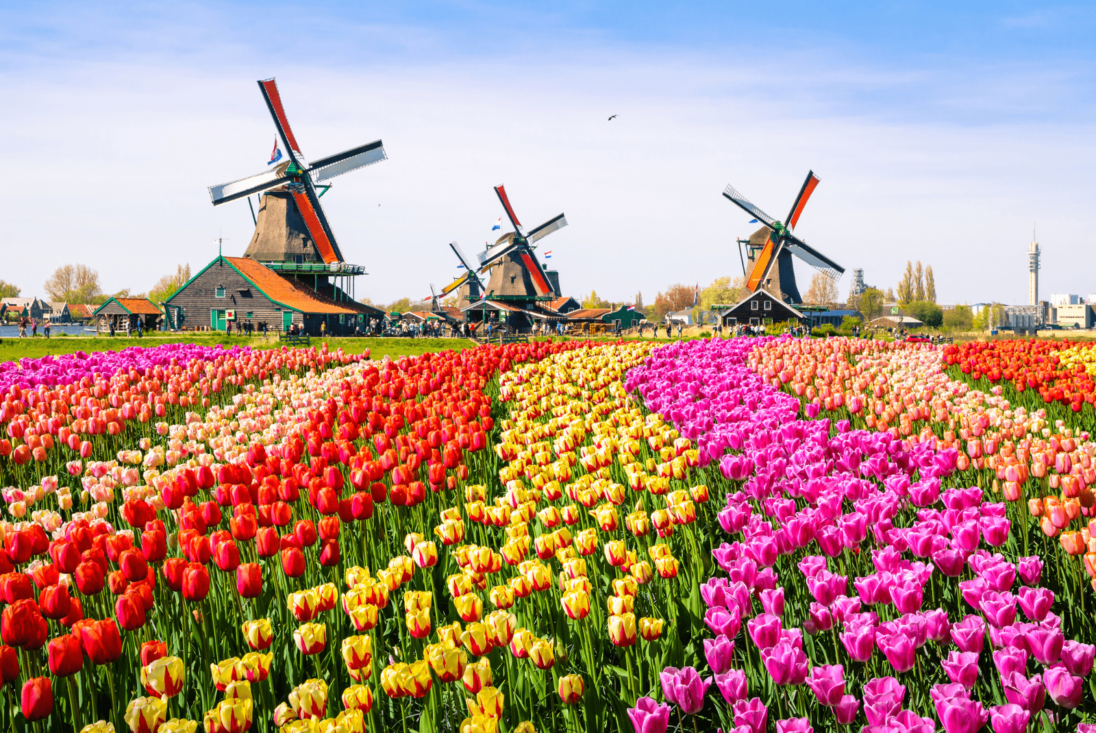 Best Day Trips from Amsterdam (That Are Worth the Trip!)