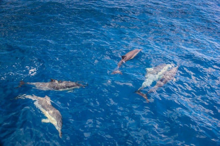 Dolphin Encounter - things to do in Tauranga