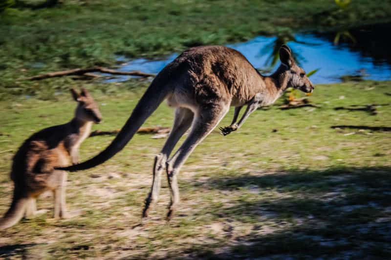 Kangaroo Pebbly Beach Australia