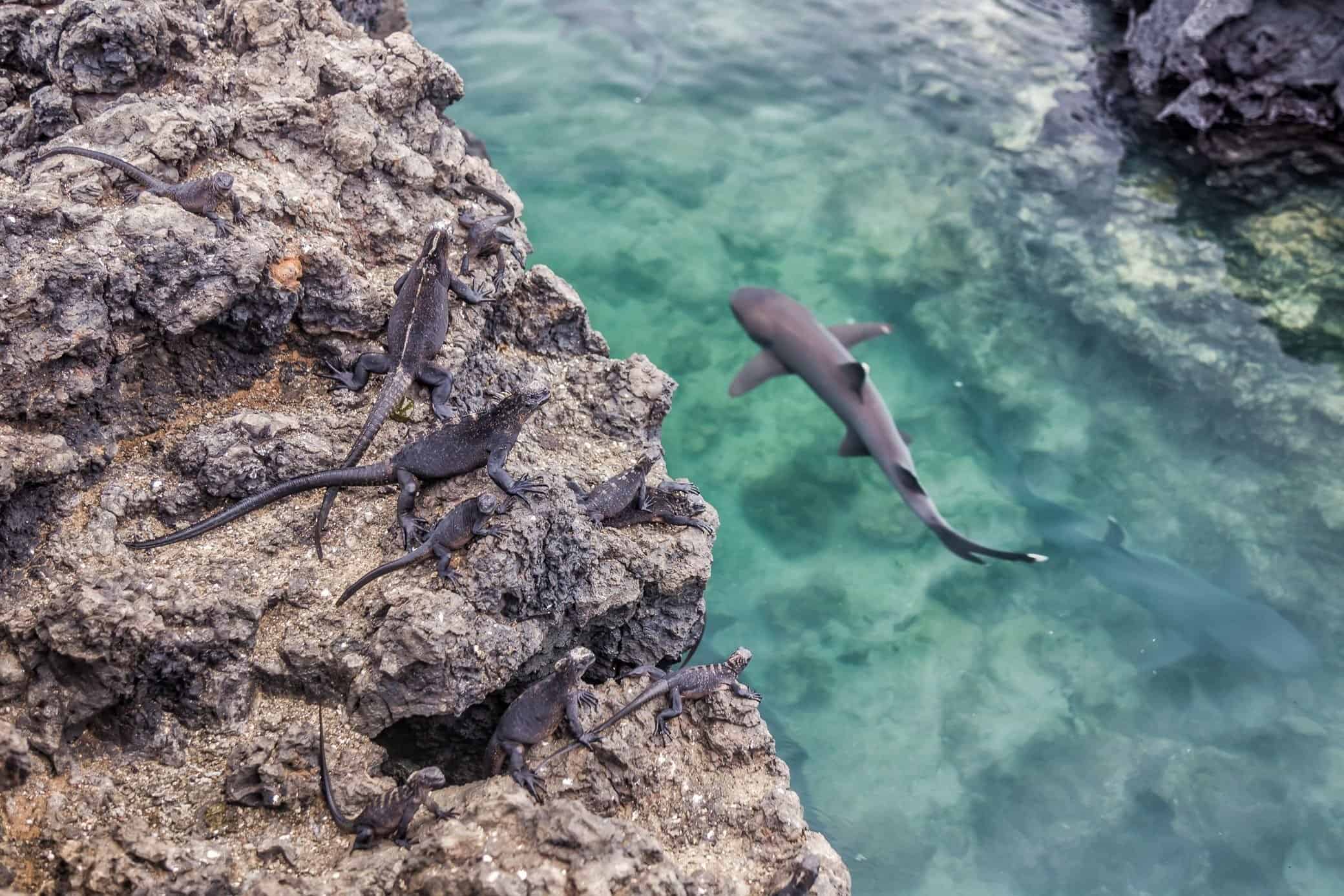 Galapagos Islands Animals - Lina Stock