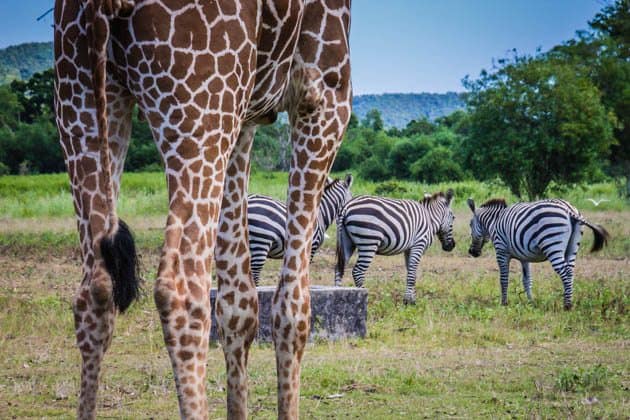 Caluit Island Safari Park Palawan Philippines Giraffe Zebra