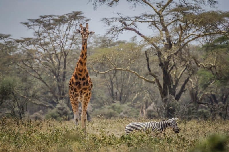 Giraffe and Zebra Lake Nukuru Kenya Visit Africa
