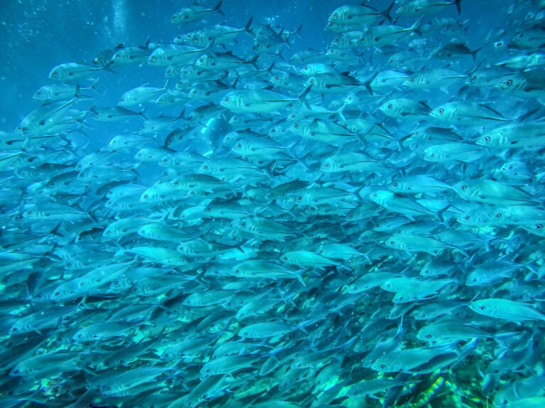 Sipadan Island Diving
