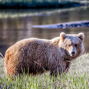 Best Alaska Bear Viewing Tour