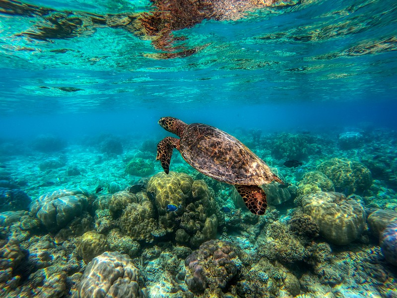 Sea Turtle in Maui