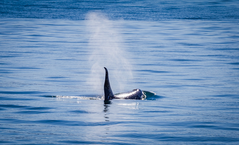 Orca in Alaska