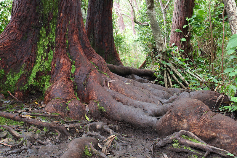 Waikamoi Ridge Trail