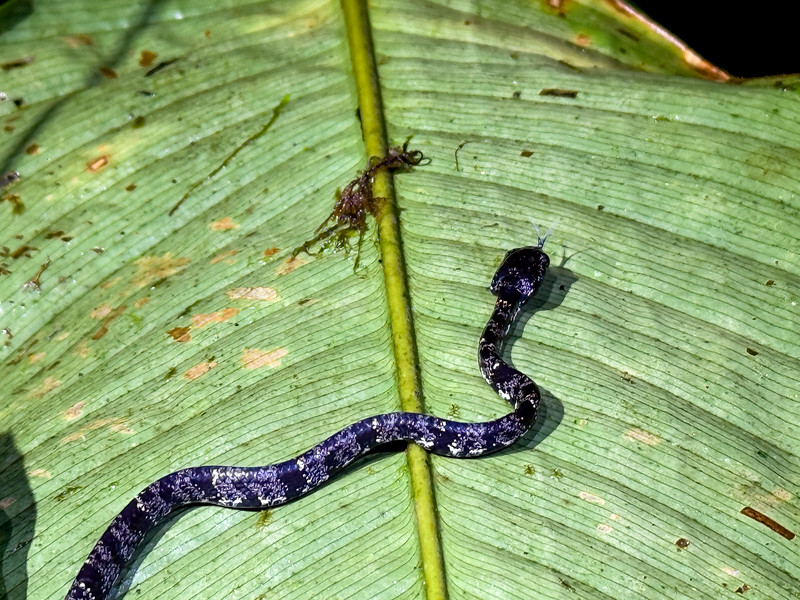 Snake at Masphi Lodge, Ecuador