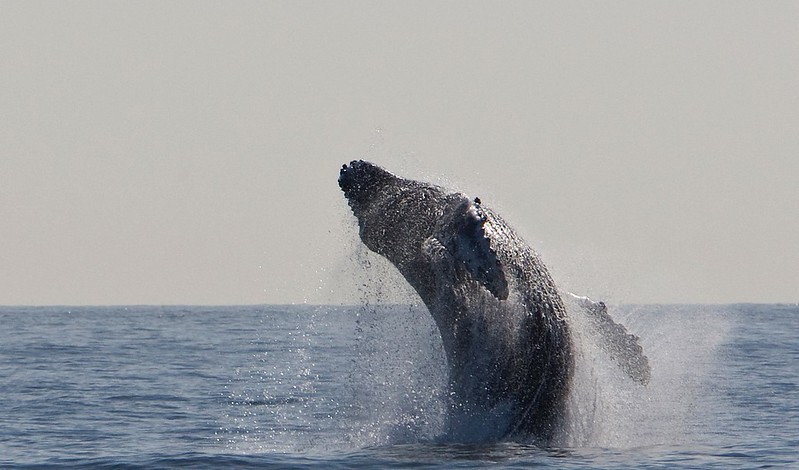 Humpback Whale breaching in Maui while on a whale watching tour.