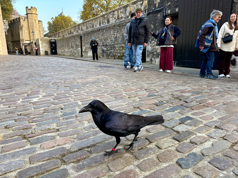 Raven at the Tower of London in England