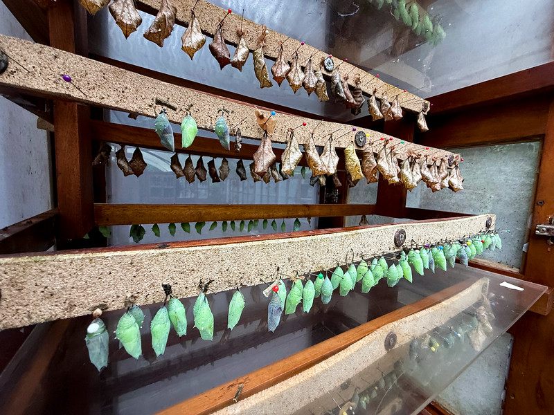 Butterfly stages at LifeCenter at Masphi Lodge, Ecuador