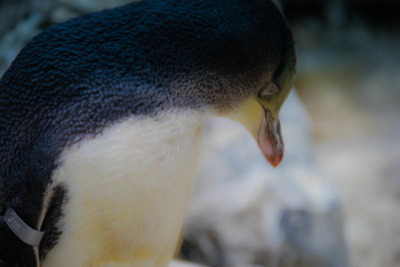 things to do in New Zealand - Yellow Eyed Penguin