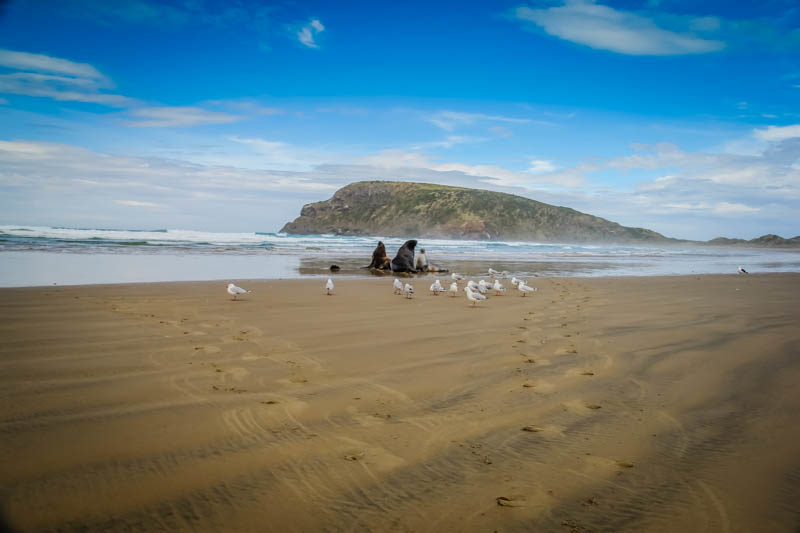 things to do in New Zealand - The Catlins