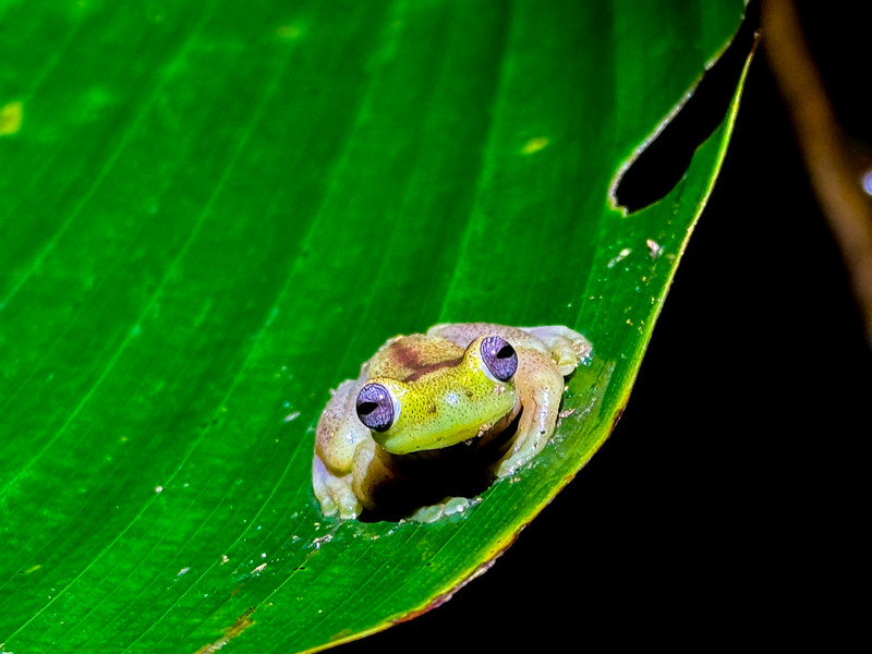 Glass frog at Mashpi Lodge, Ecuador