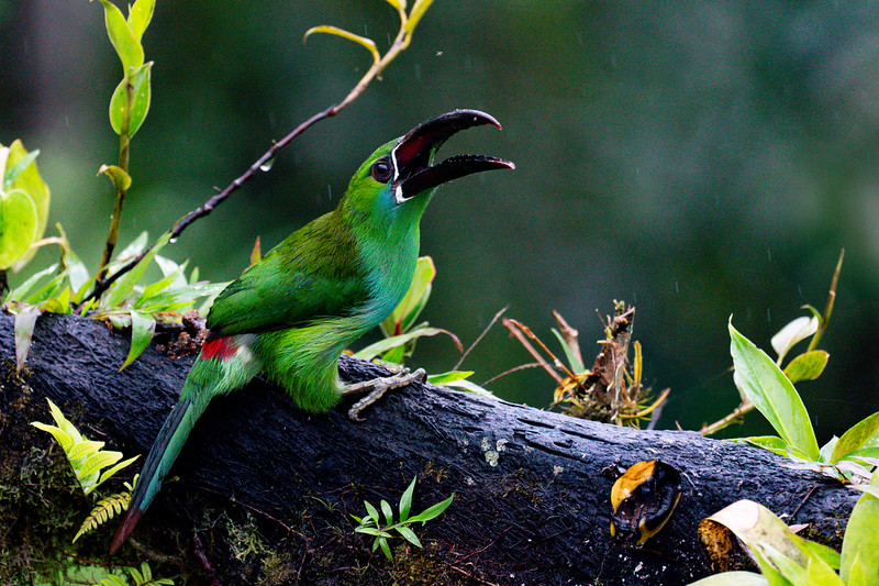 Red-rumped Toucanette at Mashpi Lodge, Ecuador