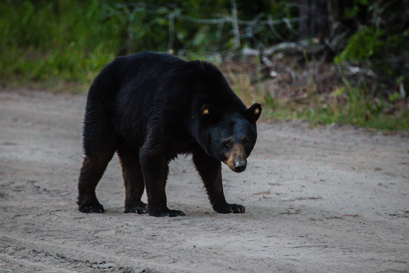 bear watching - Things to do in the Outer Banks NC